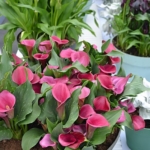 Calla's in het Willem-Alexander Paviljoen<br/>Copyright © JTravel.nl Calla's in het Willem-Alexander Paviljoen / Copyright © JTravel.nl