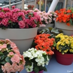 Begonia's in het Willem-Alexander Paviljoen<br/>Copyright © JTravel.nl Begonia's in het Willem-Alexander Paviljoen / Copyright © JTravel.nl