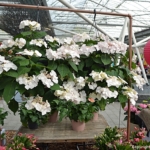 Hortensia's in het Willem-Alexander Paviljoen<br/>Copyright © JTravel.nl Hortensia's in het Willem-Alexander Paviljoen / Copyright © JTravel.nl