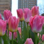 Het Gustav Mahlerplein tijdens de groene wandeling Zuidas in Amsterdam<br/>Copyright © JTravel.nl Het Gustav Mahlerplein tijdens de groene wandeling Zuidas in Amsterdam / Copyright © JTravel.nl