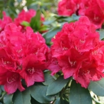 Rhododendrons in de Rhododendronvallei in het Amstelpark in Amsterdam<br/>Copyright ยฉ JTravel.nl Rhododendrons in de Rhododendronvallei in het Amstelpark in Amsterdam / Copyright ยฉ JTravel.nl