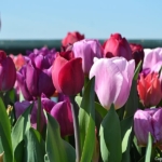 Tulpen bij de Bosbaan in het Amsterdamse Bos in Amsterdam<br/>Copyright ยฉ JTravel.nl Tulpen bij de Bosbaan in het Amsterdamse Bos in Amsterdam / Copyright ยฉ JTravel.nl