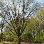 Het Beatrixpark tijdens de groene wandeling Zuidas in Amsterdam<br/>Copyright ยฉ JTravel.nl Het Beatrixpark tijdens de groene wandeling Zuidas in Amsterdam / Copyright ยฉ JTravel.nl