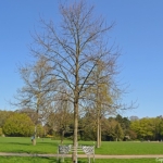 De koningslinde in het Beatrixpark in Amsterdam<br/>Copyright ยฉ JTravel.nl De koningslinde in het Beatrixpark in Amsterdam / Copyright ยฉ JTravel.nl