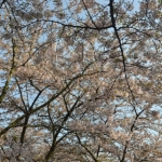 Het Bloesempark in het Amsterdamse Bos in Amsterdam<br/>Copyright ยฉ JTravel.nl Het Bloesempark in het Amsterdamse Bos in Amsterdam / Copyright ยฉ JTravel.nl