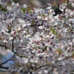 Het Bloesempark in het Amsterdamse Bos in Amsterdam<br/>Copyright ยฉ JTravel.nl Het Bloesempark in het Amsterdamse Bos in Amsterdam / Copyright ยฉ JTravel.nl