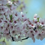 Het Bloesempark in het Amsterdamse Bos in Amsterdam<br/>Copyright ยฉ JTravel.nl Het Bloesempark in het Amsterdamse Bos in Amsterdam / Copyright ยฉ JTravel.nl