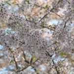 Het Amsterdamse Bos tijdens de groene wandeling Zuidas in Amsterdam<br/>Copyright ยฉ JTravel.nl Het Amsterdamse Bos tijdens de groene wandeling Zuidas in Amsterdam / Copyright ยฉ JTravel.nl