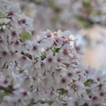 Het Bloesempark in het Amsterdamse Bos in Amsterdam<br/>Copyright ยฉ JTravel.nl Het Bloesempark in het Amsterdamse Bos in Amsterdam / Copyright ยฉ JTravel.nl