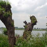 Knotwilgen bij Fort Uitermeer tijdens de Instameet Waterliniepad<br/>Copyright © JTravel.nl Knotwilgen bij Fort Uitermeer tijdens de Instameet Waterliniepad / Copyright © JTravel.nl
