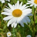 Een margriet tussen het water en de stadsmuur van Woudrichem tijdens deel 3 van de Instameet Waterliniepad<br/>Copyright ยฉ JTravel.nl Een margriet tussen het water en de stadsmuur van Woudrichem tijdens deel 3 van de Instameet Waterliniepad / Copyright ยฉ JTravel.nl