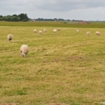 Het uitzicht net buiten Oosterend<br/>Copyright © JTravel.nl Het uitzicht net buiten Oosterend / Copyright © JTravel.nl