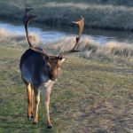 Een damhert in de Amsterdamse Waterleidingduinen op 19-1-2020<br/>Copyright ยฉ JTravel.nl Een damhert in de Amsterdamse Waterleidingduinen op 19-1-2020<br/>Copyright ยฉ JTravel.nl