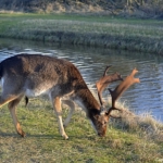 Een damhert in de Amsterdamse Waterleidingduinen op 19-1-2020<br/>Copyright ยฉ JTravel.nl Een damhert in de Amsterdamse Waterleidingduinen op 19-1-2020<br/>Copyright ยฉ JTravel.nl
