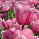 Tulpen in Hillegom op 16 april 2020<br/>Copyright © JTravel.nl Tulpen in Hillegom op 16 april 2020 / Copyright © JTravel.nl