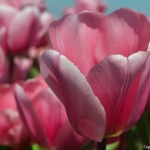 Tulpen in Hillegom op 16 april 2020<br/>Copyright © JTravel.nl Tulpen in Hillegom op 16 april 2020 / Copyright © JTravel.nl