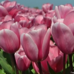 Tulpen in Hillegom op 16 april 2020<br/>Copyright © JTravel.nl Tulpen in Hillegom op 16 april 2020 / Copyright © JTravel.nl