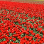 Tulpen in Hillegom op 16 april 2020<br/>Copyright © JTravel.nl Tulpen in Hillegom op 16 april 2020 / Copyright © JTravel.nl