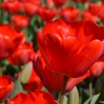 Tulpen in Hillegom op 16 april 2020<br/>Copyright © JTravel.nl Tulpen in Hillegom op 16 april 2020 / Copyright © JTravel.nl