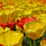 Tulpen bij Lisse op 16 april 2020<br/>Copyright © JTravel.nl Tulpen bij Lisse op 16 april 2020 / Copyright © JTravel.nl