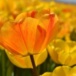 Tulpen bij Lisse op 16 april 2020<br/>Copyright © JTravel.nl Tulpen bij Lisse op 16 april 2020 / Copyright © JTravel.nl