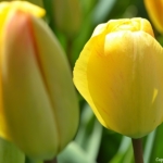 Tulpen bij Lisse op 16 april 2020<br/>Copyright © JTravel.nl Tulpen bij Lisse op 16 april 2020 / Copyright © JTravel.nl