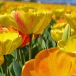 Tulpen bij Lisse op 16 april 2020<br/>Copyright © JTravel.nl Tulpen bij Lisse op 16 april 2020 / Copyright © JTravel.nl