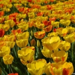 Tulpen bij Lisse op 16 april 2020<br/>Copyright © JTravel.nl Tulpen bij Lisse op 16 april 2020 / Copyright © JTravel.nl