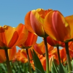 Tulpen bij Lisse op 16 april 2020<br/>Copyright © JTravel.nl Tulpen bij Lisse op 16 april 2020 / Copyright © JTravel.nl