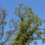 Een boom in Halfweg op 16 april 2020<br/>Copyright © JTravel.nl Een boom in Halfweg op 16 april 2020 / Copyright © JTravel.nl