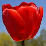 Een tulp in Halfweg op 16 april 2020<br/>Copyright © JTravel.nl Een tulp in Halfweg op 16 april 2020 / Copyright © JTravel.nl