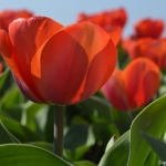 Tulpen in Halfweg op 16 april 2020<br/>Copyright © JTravel.nl Tulpen in Halfweg op 16 april 2020 / Copyright © JTravel.nl