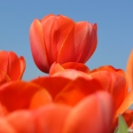 Tulpen in Halfweg op 16 april 2020<br/>Copyright © JTravel.nl Tulpen in Halfweg op 16 april 2020 / Copyright © JTravel.nl