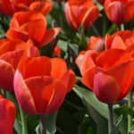 Tulpen in Halfweg op 16 april 2020<br/>Copyright © JTravel.nl Tulpen in Halfweg op 16 april 2020 / Copyright © JTravel.nl