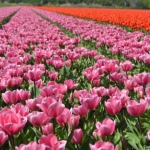 Tulpen in Halfweg op 16 april 2020<br/>Copyright © JTravel.nl Tulpen in Halfweg op 16 april 2020 / Copyright © JTravel.nl