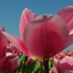 Tulpen in Halfweg op 16 april 2020<br/>Copyright © JTravel.nl Tulpen in Halfweg op 16 april 2020 / Copyright © JTravel.nl