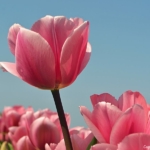 Tulpen in Halfweg op 16 april 2020<br/>Copyright © JTravel.nl Tulpen in Halfweg op 16 april 2020 / Copyright © JTravel.nl