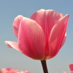 Tulpen in Halfweg op 16 april 2020<br/>Copyright © JTravel.nl Tulpen in Halfweg op 16 april 2020 / Copyright © JTravel.nl