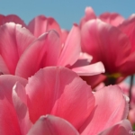 Tulpen in Halfweg op 16 april 2020<br/>Copyright © JTravel.nl Tulpen in Halfweg op 16 april 2020 / Copyright © JTravel.nl