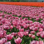 Tulpen in Halfweg op 16 april 2020<br/>Copyright © JTravel.nl Tulpen in Halfweg op 16 april 2020 / Copyright © JTravel.nl