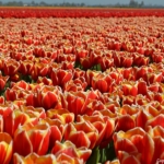 Tulpen bij De Zilk op 16 april 2020<br/>Copyright © JTravel.nl Tulpen bij De Zilk op 16 april 2020 / Copyright © JTravel.nl