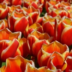 Tulpen bij De Zilk op 16 april 2020<br/>Copyright © JTravel.nl Tulpen bij De Zilk op 16 april 2020 / Copyright © JTravel.nl