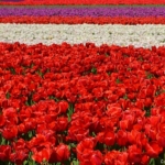 Tulpen bij De Zilk op 16 april 2020<br/>Copyright © JTravel.nl Tulpen bij De Zilk op 16 april 2020 / Copyright © JTravel.nl