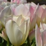 Tulpen bij De Zilk op 16 april 2020<br/>Copyright © JTravel.nl Tulpen bij De Zilk op 16 april 2020 / Copyright © JTravel.nl