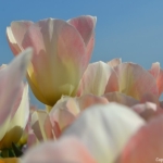 Tulpen bij De Zilk op 16 april 2020<br/>Copyright © JTravel.nl Tulpen bij De Zilk op 16 april 2020 / Copyright © JTravel.nl