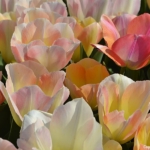 Tulpen bij De Zilk op 16 april 2020<br/>Copyright © JTravel.nl Tulpen bij De Zilk op 16 april 2020 / Copyright © JTravel.nl