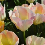 Tulpen bij De Zilk op 16 april 2020<br/>Copyright © JTravel.nl Tulpen bij De Zilk op 16 april 2020 / Copyright © JTravel.nl