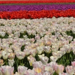 Tulpen bij De Zilk op 16 april 2020<br/>Copyright © JTravel.nl Tulpen bij De Zilk op 16 april 2020 / Copyright © JTravel.nl