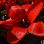 Tulpen bij De Zilk op 16 april 2020<br/>Copyright © JTravel.nl Tulpen bij De Zilk op 16 april 2020 / Copyright © JTravel.nl