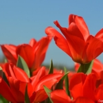 Tulpen bij De Zilk op 16 april 2020<br/>Copyright © JTravel.nl Tulpen bij De Zilk op 16 april 2020 / Copyright © JTravel.nl